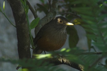 singdrossel - sabiá