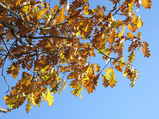 oak