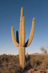 Tuinposter kaktus © flytime