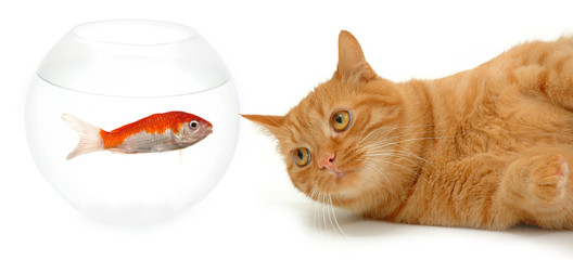 cat and fish