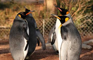 penguins