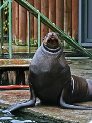 Fototapeta premium curious sea lion.