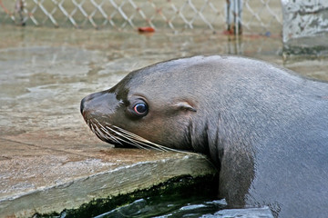 the confused sea lion.