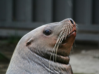 the sea lion.