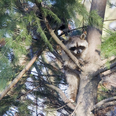 racoon on a tree