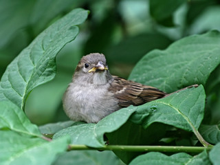 nestling of a sparrow.