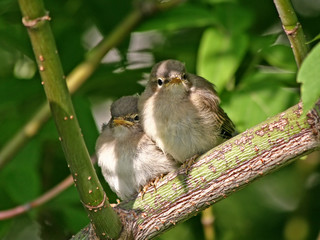 two nestlings - brothers.