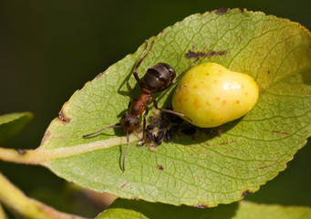 ant on a leaf