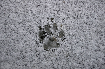 fox footprint