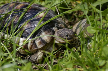 little tortoise