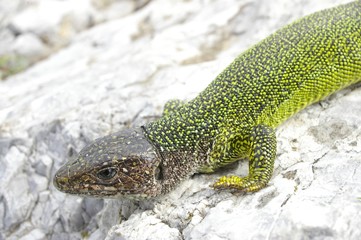 green lizard