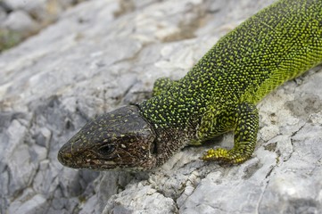 green lizard