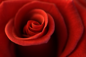soft rose