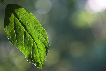leaf of apple tree