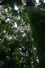 Fototapeta premium tropical rainforest