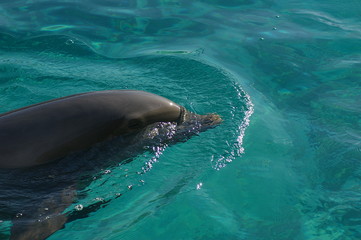 dauphin/dolphin