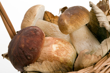mushrooms