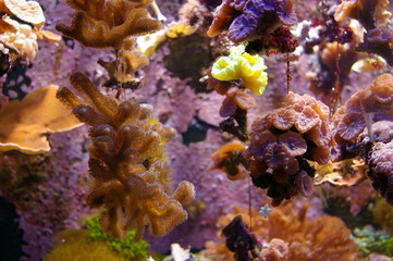 coraux/reef