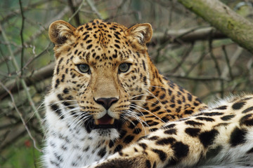 Obraz na płótnie Canvas amur leopard