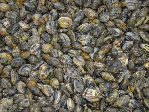 vongole