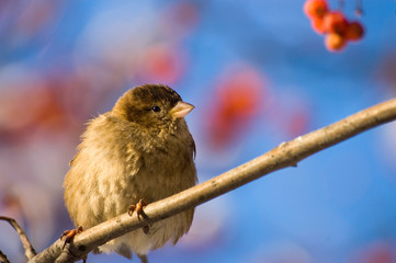 sparrow