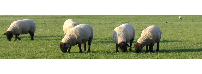 Papier Peint photo Lavable Moutons grazing sheep