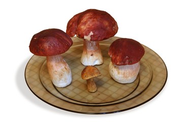 different mushrooms