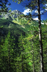 alpine conifers