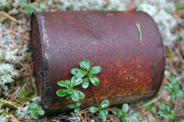 old tin in forest