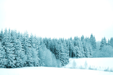 trees with snow