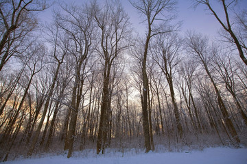 snowy dawn