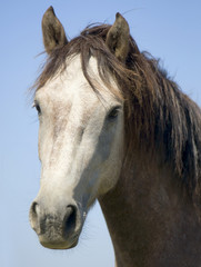 le cheval de camargue