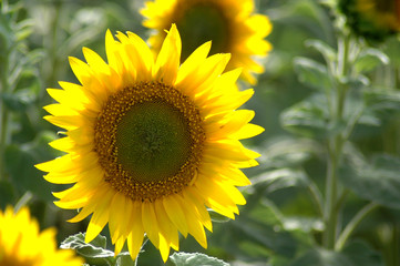 sunflower