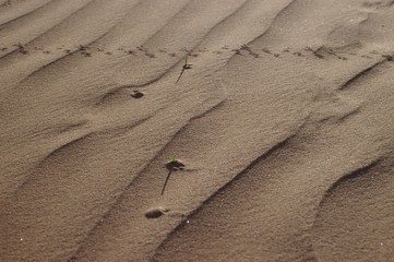 vie naissante dans le désert