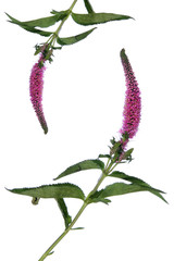 Obraz premium violet exotic flower
