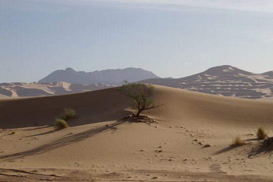 arbre sous la dune