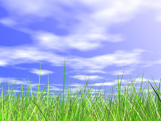 fresh green grass on blue sunny sky background
