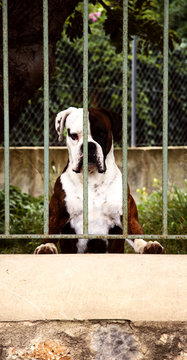 perro