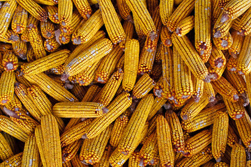 organic corn feed  stored for winter