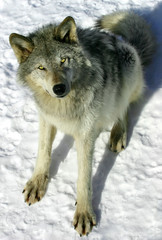 gray wolf in the snow