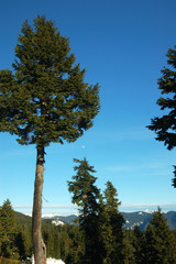 trees on mt. seymour