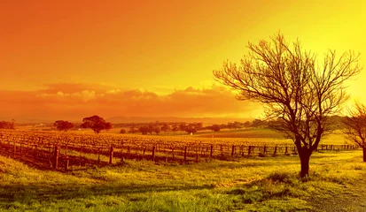 Foto op Plexiglas wijngaard landschap zonsondergang © Kwest