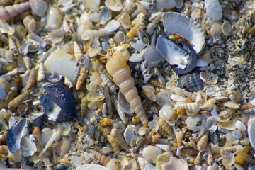 sea shells