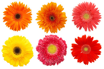 colorful daisies