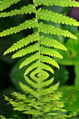 green fern in water