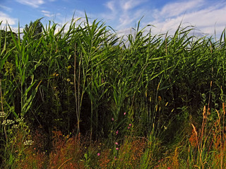 bulrush and flowers