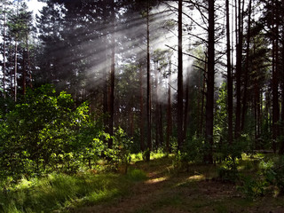 Fototapeta premium sunny forest