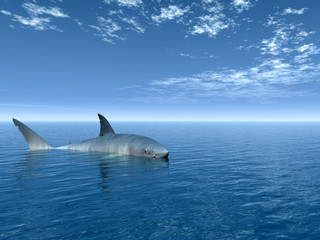 Fototapeta premium shark