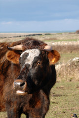 vache 3