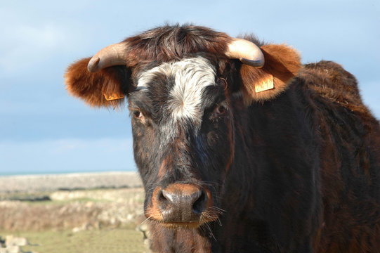 vache 5